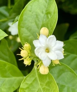 Jasmine Sambac Orleans Live Plant – Highly Fragrant White Flowers, 4-6 Inch Tall, Indoor/Outdoor - Image 5