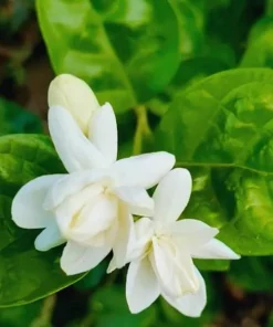 Jasmine Sambac Orleans Live Plant – Highly Fragrant White Flowers, 4-6 Inch Tall, Indoor/Outdoor - Image 6