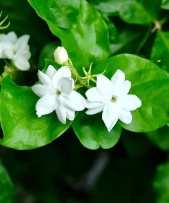 Jasmine Sambac Orleans Live Plant – Highly Fragrant White Flowers, 4-6 Inch Tall, Indoor/Outdoor - Image 7