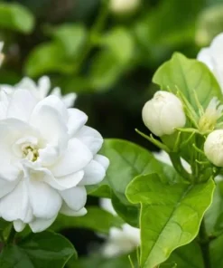 Jasmine Sambac Orleans Live Plant – Highly Fragrant White Flowers, 4-6 Inch Tall, Indoor/Outdoor - Image 8