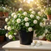 Jasmine Sambac Orleans Live Plant – Highly Fragrant White Flowers, 4-6 Inch Tall, Indoor/Outdoor - Image 1