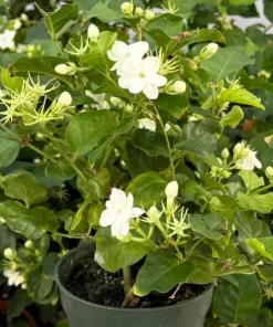 Jasmine Sambac Orleans Live Plant – Highly Fragrant White Flowers, 4-6 Inch Tall, Indoor/Outdoor - Image 9