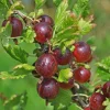 Jeanne Gooseberry Live Plant - 6-12" Tall Shrub - Sweet Red Berries Outdoor - Image 1