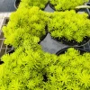 Jenny's Stonecrop Live Plant - Sedum Ground Cover Succulent - Image 1