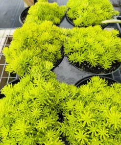Jenny's Stonecrop Live Plant - Sedum Ground Cover Succulent - Image 1