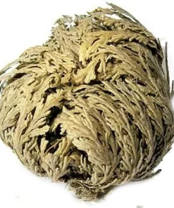 Jericho Flower (1 pc) Resurrection Plant - Green & Rose - Selaginella lepidophylla - Image 1