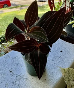 Jewel Orchid Live Plant - Macodes petola - Potted Houseplant - Image 3