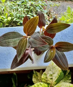 Jewel Orchid Live Plant - Rare Tropical Indoor Houseplant - Image 2
