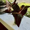Jewel Orchid Live Plant - Rare Tropical Indoor Houseplant - Image 1