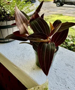 Jewel Orchid Live Plant - Rare Tropical Indoor Houseplant - Image 1