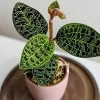 Jewel Orchid Macodes Petola Live Plant - Stunning Foliage Orchid - Image 1