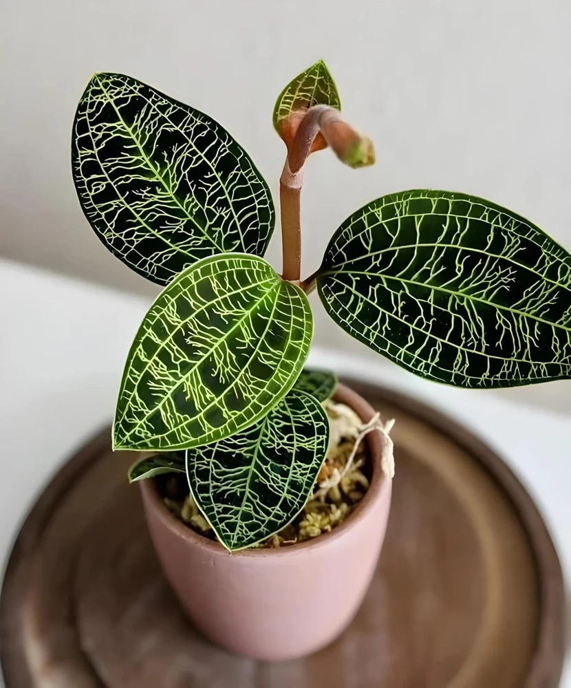 Jewel Orchid Macodes Petola Live Plant - Stunning Foliage Orchid - Image 1