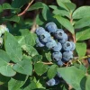 Jewel Southern Highbush Blueberry Live Plant – Starter Bush 4-6 inch Tall - Image 1