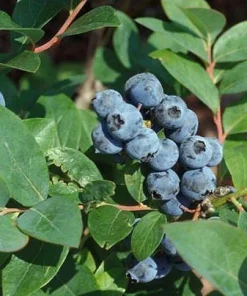 Jewel Southern Highbush Blueberry Live Plant – Starter Bush 4-6 inch Tall - Image 1