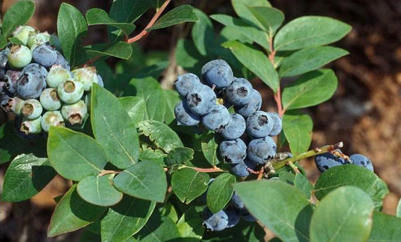 Jewel Southern Highbush Blueberry Live Plant – Starter Bush 4-6 inch Tall - Image 1