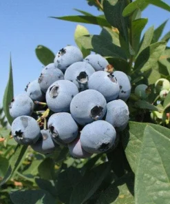 Jewel Southern Highbush Blueberry Live Plant – Starter Bush 4-6 inch Tall - Image 3