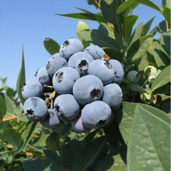 Jewel Southern Highbush Blueberry Live Plant – Starter Bush 4-6 inch Tall - Image 3