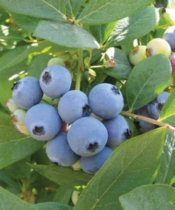 Jewel Southern Highbush Blueberry Live Plant – Starter Bush 4-6 inch Tall - Image 4