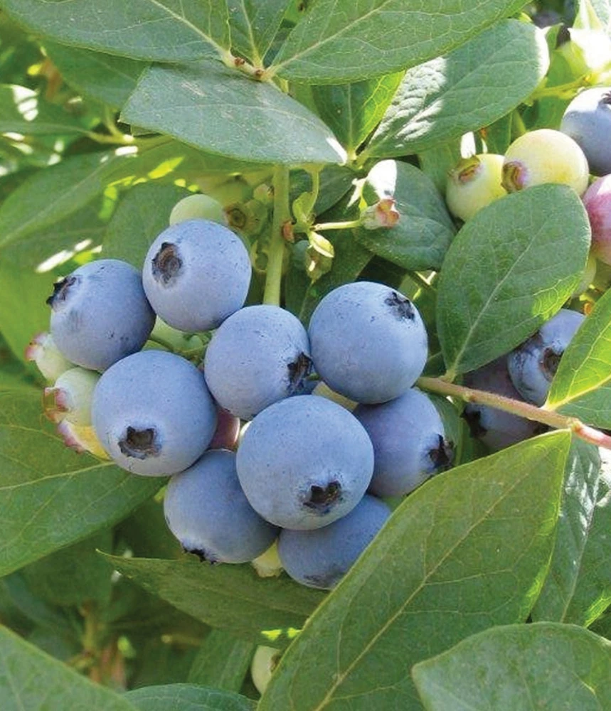 Jewel Southern Highbush Blueberry Live Plant – Starter Bush 4-6 inch Tall - Image 4