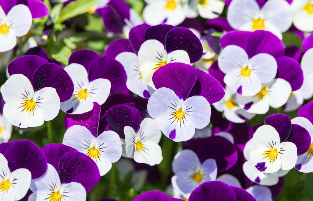 Johnny Jump Up Flower Seeds - Viola Tricolor - 100 Seeds - Purple, White, Yellow - Image 1