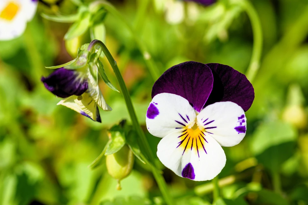 Johnny Jump Up Flower Seeds - Viola Tricolor - 100 Seeds - Purple, White, Yellow - Image 10