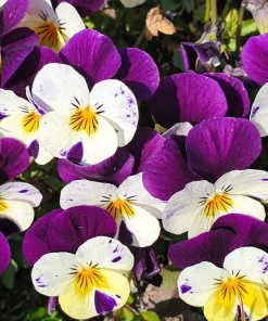 Johnny Jump Up Flower Seeds - Viola Tricolor - 100 Seeds - Purple, White, Yellow - Image 11