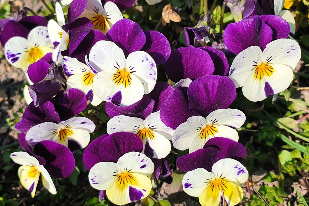 Johnny Jump Up Flower Seeds - Viola Tricolor - 100 Seeds - Purple, White, Yellow - Image 11
