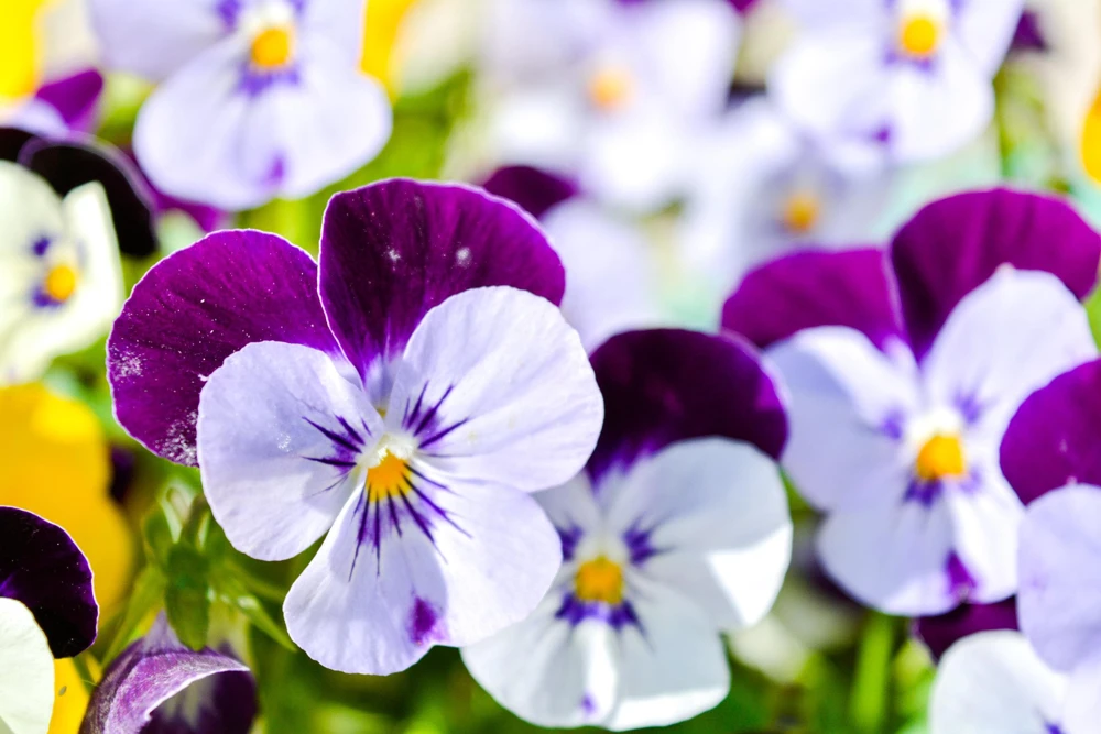 Johnny Jump Up Flower Seeds - Viola Tricolor - 100 Seeds - Purple, White, Yellow - Image 2