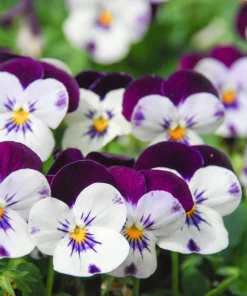 Johnny Jump Up Flower Seeds - Viola Tricolor - 100 Seeds - Purple, White, Yellow - Image 3