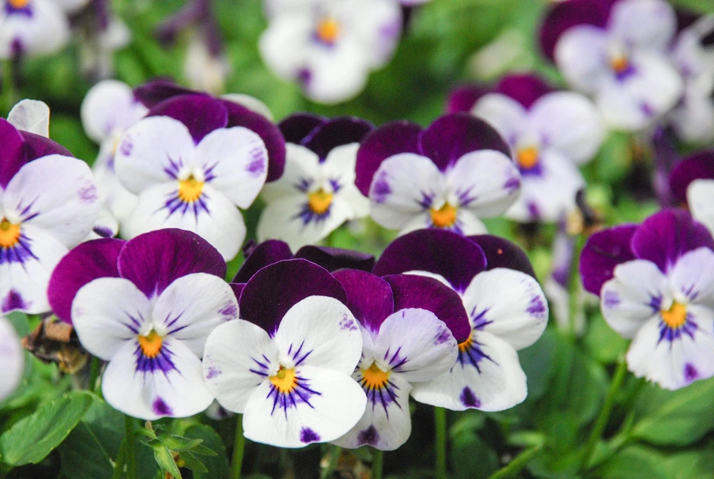 Johnny Jump Up Flower Seeds - Viola Tricolor - 100 Seeds - Purple, White, Yellow - Image 3