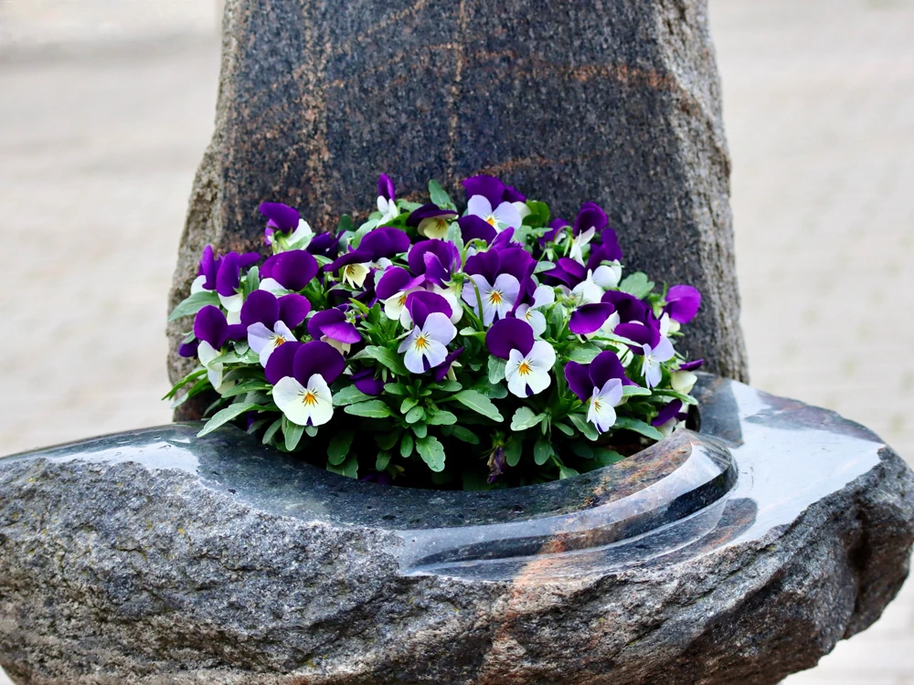 Johnny Jump Up Flower Seeds - Viola Tricolor - 100 Seeds - Purple, White, Yellow - Image 4