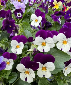 Johnny Jump Up Flower Seeds - Viola Tricolor - 100 Seeds - Purple, White, Yellow - Image 5