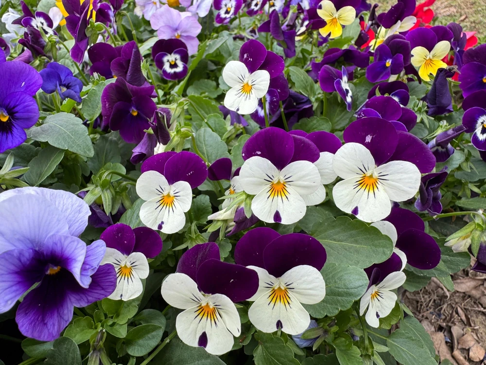 Johnny Jump Up Flower Seeds - Viola Tricolor - 100 Seeds - Purple, White, Yellow - Image 5