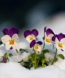 Johnny Jump Up Flower Seeds - Viola Tricolor - 100 Seeds - Purple, White, Yellow - Image 6