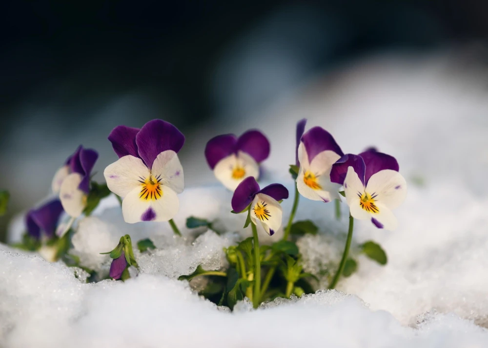 Johnny Jump Up Flower Seeds - Viola Tricolor - 100 Seeds - Purple, White, Yellow - Image 6