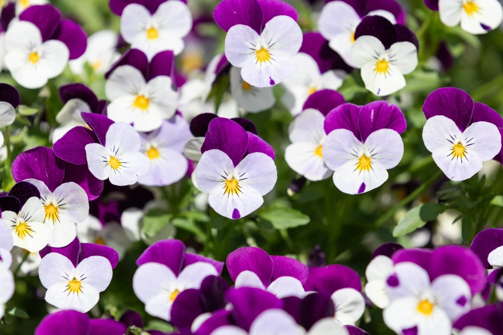 Johnny Jump Up Flower Seeds - Viola Tricolor - 100 Seeds - Purple, White, Yellow - Image 7