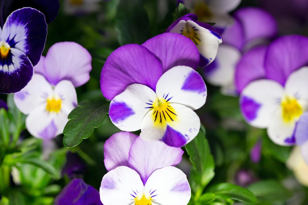 Johnny Jump Up Flower Seeds - Viola Tricolor - 100 Seeds - Purple, White, Yellow - Image 8