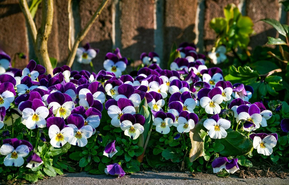 Johnny Jump Up Flower Seeds - Viola Tricolor - 100 Seeds - Purple, White, Yellow - Image 9