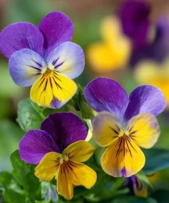 Johnny Jump Up Seeds – Viola Tricolor Helen Mount – 120 Seeds – Colorful Garden Blooms - Image 2