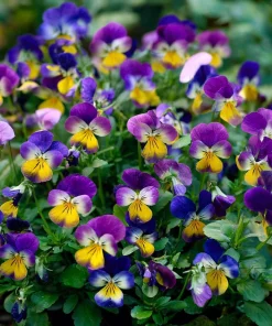 Johnny Jump Up Seeds – Viola Tricolor Helen Mount – 120 Seeds – Colorful Garden Blooms - Image 3