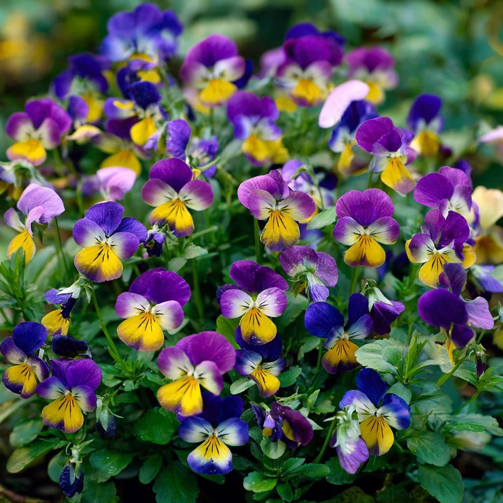 Johnny Jump Up Seeds – Viola Tricolor Helen Mount – 120 Seeds – Colorful Garden Blooms - Image 3