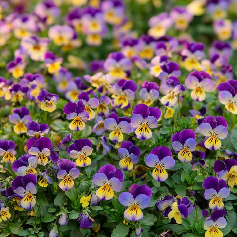 Johnny Jump Up Seeds – Viola Tricolor Helen Mount – 120 Seeds – Colorful Garden Blooms - Image 4