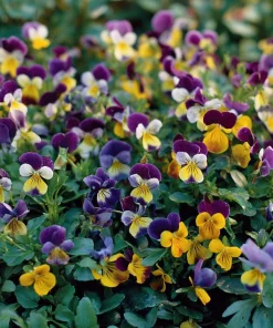 Johnny Jump Up Seeds – Viola Tricolor Helen Mount – 120 Seeds – Colorful Garden Blooms - Image 5