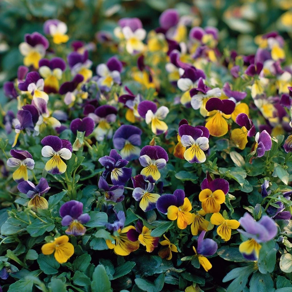 Johnny Jump Up Seeds – Viola Tricolor Helen Mount – 120 Seeds – Colorful Garden Blooms - Image 5