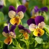 Johnny Jump Up Seeds – Viola Tricolor Helen Mount – 120 Seeds – Colorful Garden Blooms - Image 1