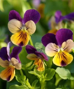 Johnny Jump Up Seeds – Viola Tricolor Helen Mount – 120 Seeds – Colorful Garden Blooms - Image 1