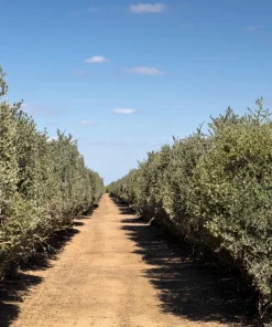 Jojoba Seeds - Simmondsia Chinensis Shrub Seeds - 5 Count - Evergreen - Outdoor - Image 10