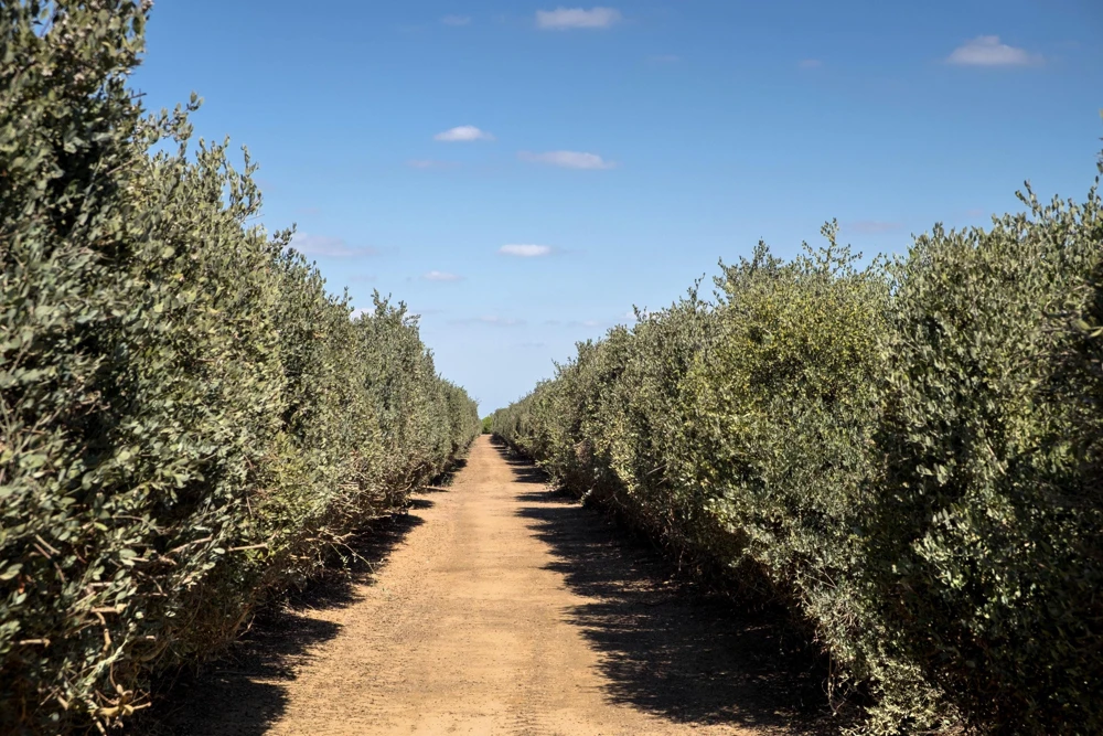 Jojoba Seeds - Simmondsia Chinensis Shrub Seeds - 5 Count - Evergreen - Outdoor - Image 10