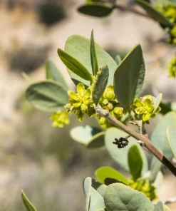 Jojoba Seeds - Simmondsia Chinensis Shrub Seeds - 5 Count - Evergreen - Outdoor - Image 11