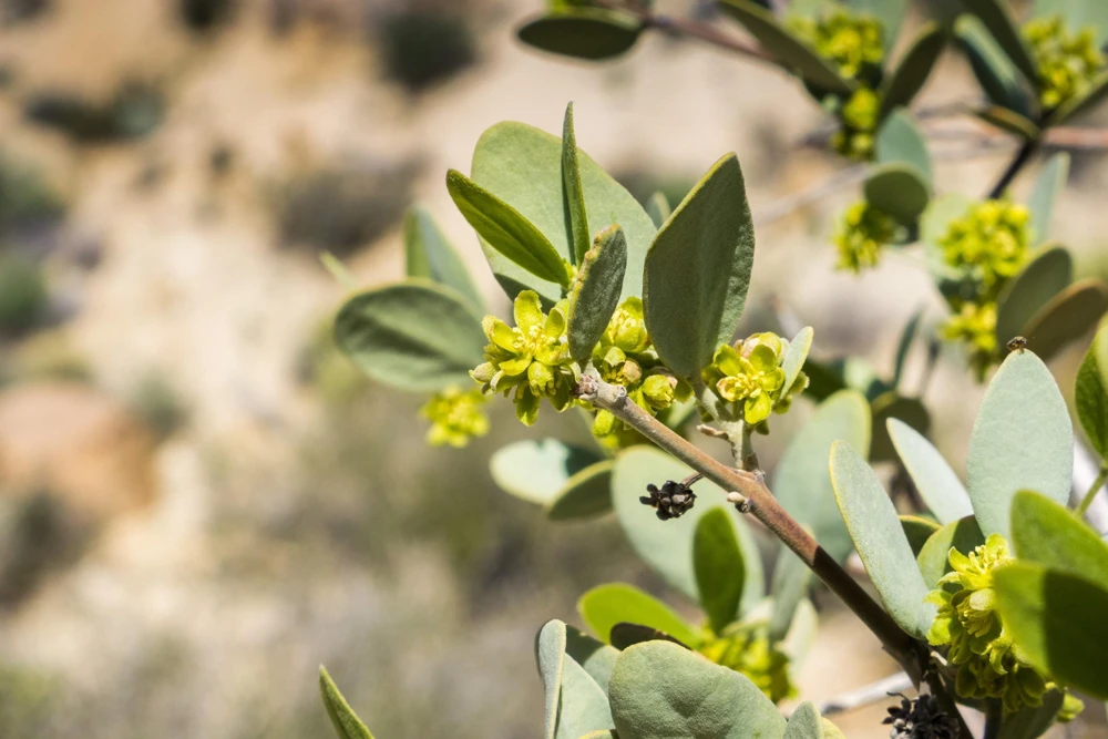 Jojoba Seeds - Simmondsia Chinensis Shrub Seeds - 5 Count - Evergreen - Outdoor - Image 11